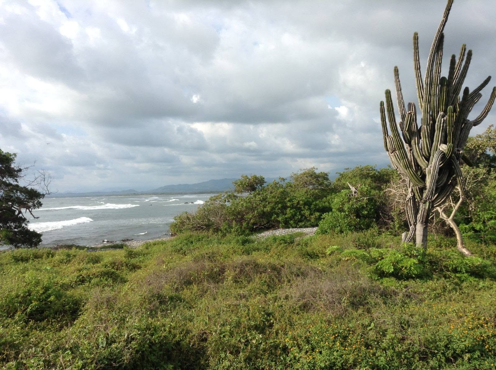 Usable oceanfront land with native vegetation